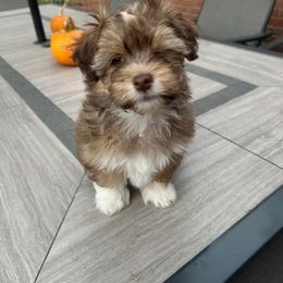 Snowflake - Fawn sable female Havanese puppy in Ada, Michigan from ForestHillsHavanese