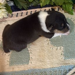 Ross - Black tan and white male Rat Terrier puppy in Savoy, Texas from Rockin EZ Rat Terriers