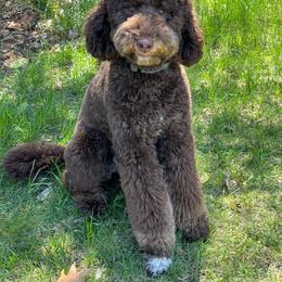 Goldendoodle All Grown Up from Deszy’s Goldendoodle Pups