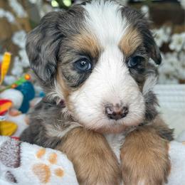 Elsa - Tri-color female Bernedoodle puppy in Yuciapa, California from AlltheDoodlez_