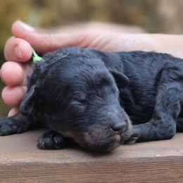 Squeak Squawk - Green Collar - Brindle female Poodle puppy in Springfield, Oregon from Valaurah Farms
