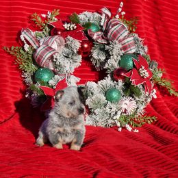 Prancer - Blue mottled female Australian Cattle Dog puppy in Buffalo Valley, Tennessee from Buffalo Valley Breeders