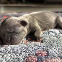 Blue - Blue male Shih Tzu puppy in Oakville, Washington from Pine Pawz