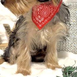 Rocky - Yorkshire Terrier