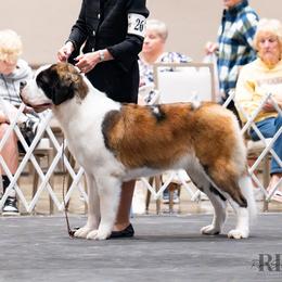 Saint Bernard puppies from Thunder Keg St. Bernards