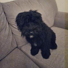 Girl 2 - Black Whoodle puppy in O'neill, Nebraska from Willowdale Doodles