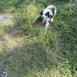 Miniature Australian Shepherd Puppies from Dutton's Show Me Farms