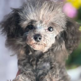 Silver - Silver male Poodle puppy in California from Yorkie & Maltese Royalty