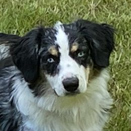 Sadie  - Miniature Australian Shepherd