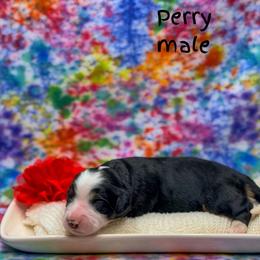 Perry - Tri-color male Bernedoodle puppy in Williamson, New York from Lakeside Doodles