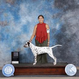 Dalmatian Puppies from Wonderland Dalmatians