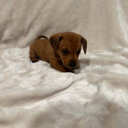 Peaches - Red female Dachshund puppy in Aubrey, Texas from Mims Mini Dachshunds