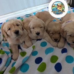 Golden Retriever Puppies from Splish Splash Goldens LLC
