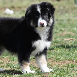 Phoebe - Black Miniature Australian Shepherd puppy in Redfield, Kansas from CY Ranch Aussies