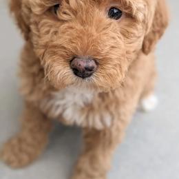 Aussiedoodle and Goldendoodle Puppies from Ever After Doodles Arizona