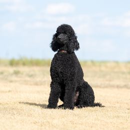"Astro, Father" Goldendoodle and Sheepadoodle Puppies from Major League Doodles