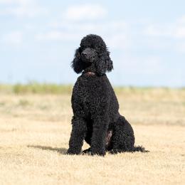 "Astro, Father" Goldendoodle and Sheepadoodle Puppies from Major League Doodles
