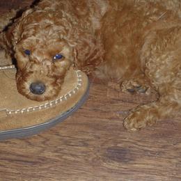 Poodles from Barren Bluff Kennels