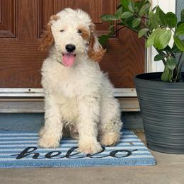 Colin - Parti male Goldendoodle puppy in Barstow, California from Golden Desert Doodles