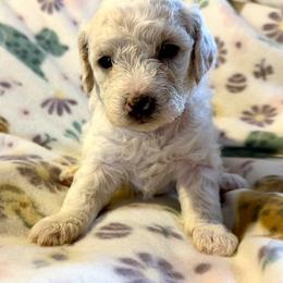 Blush Pink Collar - Parti female Goldendoodle puppy in Valley Center, Kansas from The Goldendoodle Gal