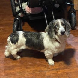 Dodger - Black male Dachshund puppy in Lincoln, Arkansas from Red Dirt Dachshunds