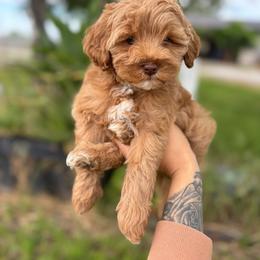 Sunny - Apricot female Goldendoodle puppy in Waterford, California from Alvdoodles