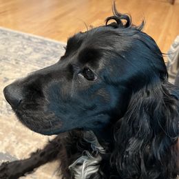 Eva - English Cocker Spaniel