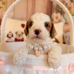 Mochi - Blenheim female Cavapoo puppy in Dickerson, Maryland from Pawsome Aussie Doodles and Oodles