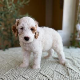 Colin - Parti male Goldendoodle puppy in Barstow, California from Golden Desert Doodles