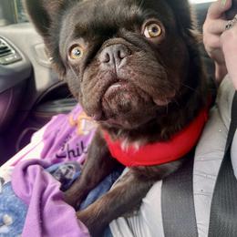 Bear - French Bulldog