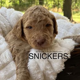 Goldendoodle Puppies from O’Doodle Clan Goldendoodles