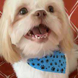 Oakley - Shih Tzu