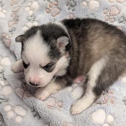 BxE b1 - Black and white male Pomsky puppy in Charlotte, Michigan from Moore Pomskies