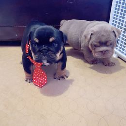 Boy 1 - Black tri-color male Bulldog puppy in Downey, California from Ranch Bulldogs