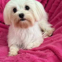 Katarina - Maltese