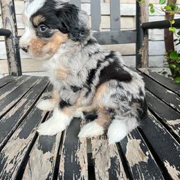 Alfie - Blue merle male Bernedoodle puppy in Holtwood, Pennsylvania from Country Ridge Puppies