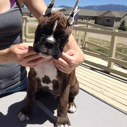 Boxer Puppies from Vintage Boxers