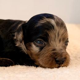 Merle Phantom - Merle female Cavapoo puppy in Pentwater, Michigan from Dumaw Creeks Pups
