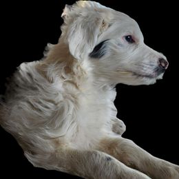 Phoebe - Blue merle female Aussiedoodle puppy in Vernal, Utah from Adorable Aussiedoodles