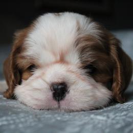 Texas - Blenheim female Cavalier King Charles Spaniel puppy in Wesley Chapel, Florida from Ohana Cavaliers