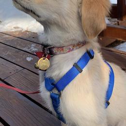 Golden Retrievers from Lenhart Goldens