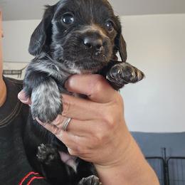 Tony - Black and cream male Dachshund puppy in El Paso, Texas from Mells Weenies