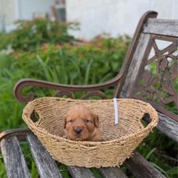 White collar - Dark golden female Golden Retriever puppy in Monroe, Tennessee from Golden Girls Furever Friends