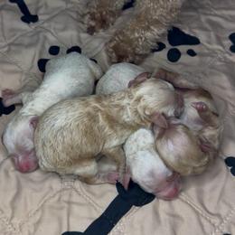 Boy 3 - Apricot male Goldendoodle puppy in Hot Springs, Arkansas from Hot Springs Kennels