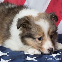 Shetland Sheepdog Puppies from Sweet Sheltie Blessings