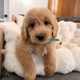 Tag a long - Red  male Goldendoodle puppy in North Royalton, Ohio from Johnson's Doodles
