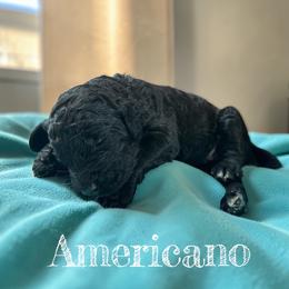 Americano - Black male Poodle puppy in Ellenburg Center, New York from Kristin's Puppies