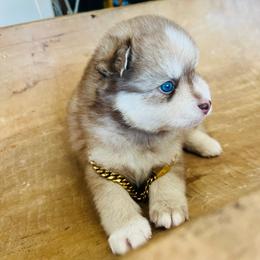 Zion - Red and white male Pomsky puppy in Rathdrum, Idaho from Smart Pomskies and Frenchies