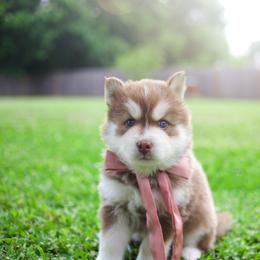 Brown Sugar - Red and white male Pomsky puppy in Trenton, Texas from Blissful Paws Pomskies