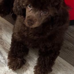 Poodle puppies from Teacups & Toys